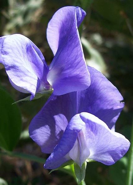 Sweet Pea 'Elegance Mid Blue'