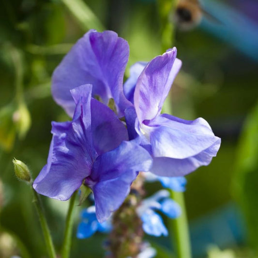 Sweet Pea 'Elegance Mid Blue'