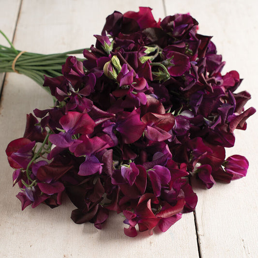 Sweet Pea 'Midnight'