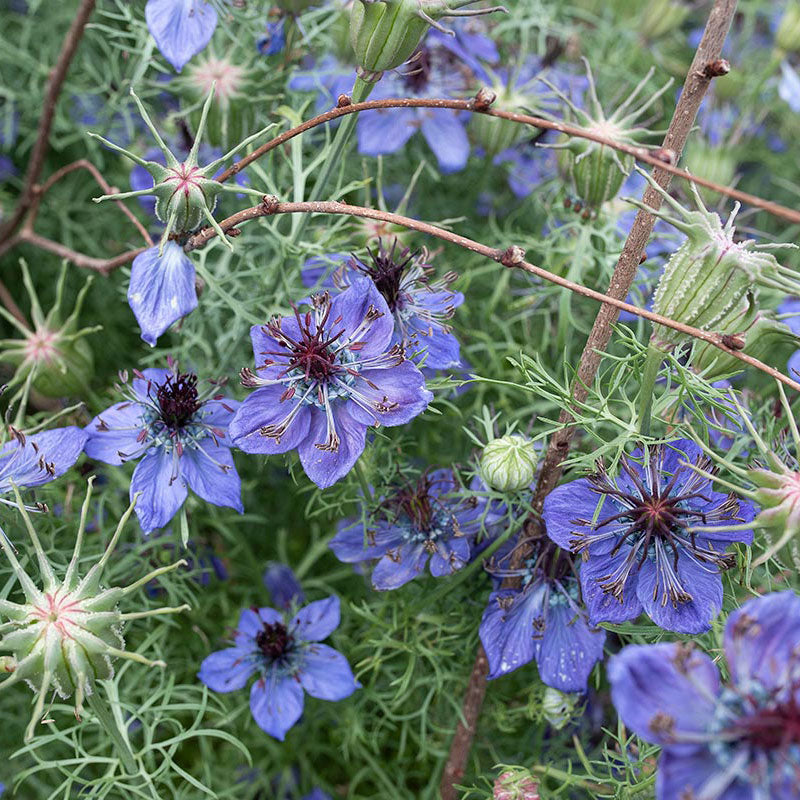 Nigella 'Midnight'