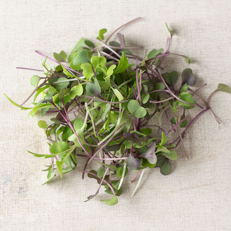 Microgreen 'Mild Mix'