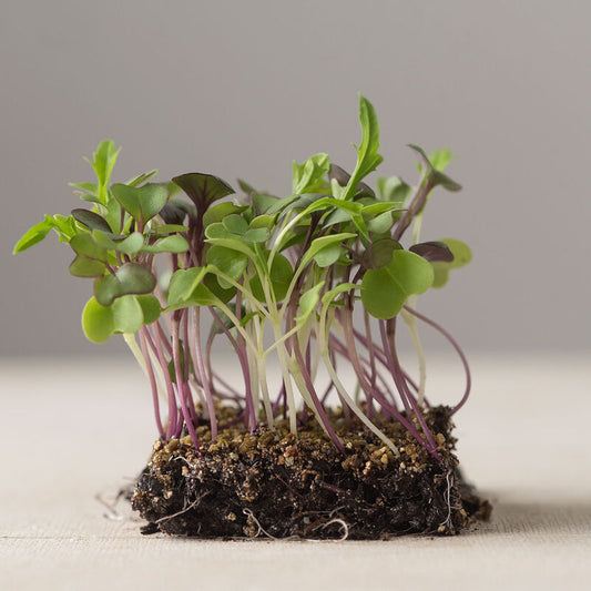 Microgreen 'Mild Mix'