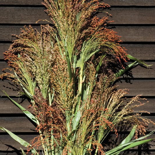 Grass 'Broomcorn Mix'