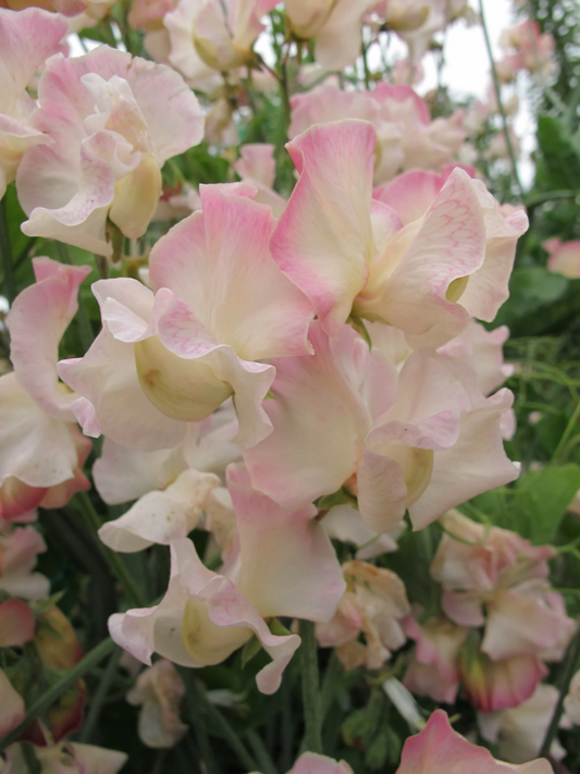 Sweet Pea 'Mollie Rilstone'