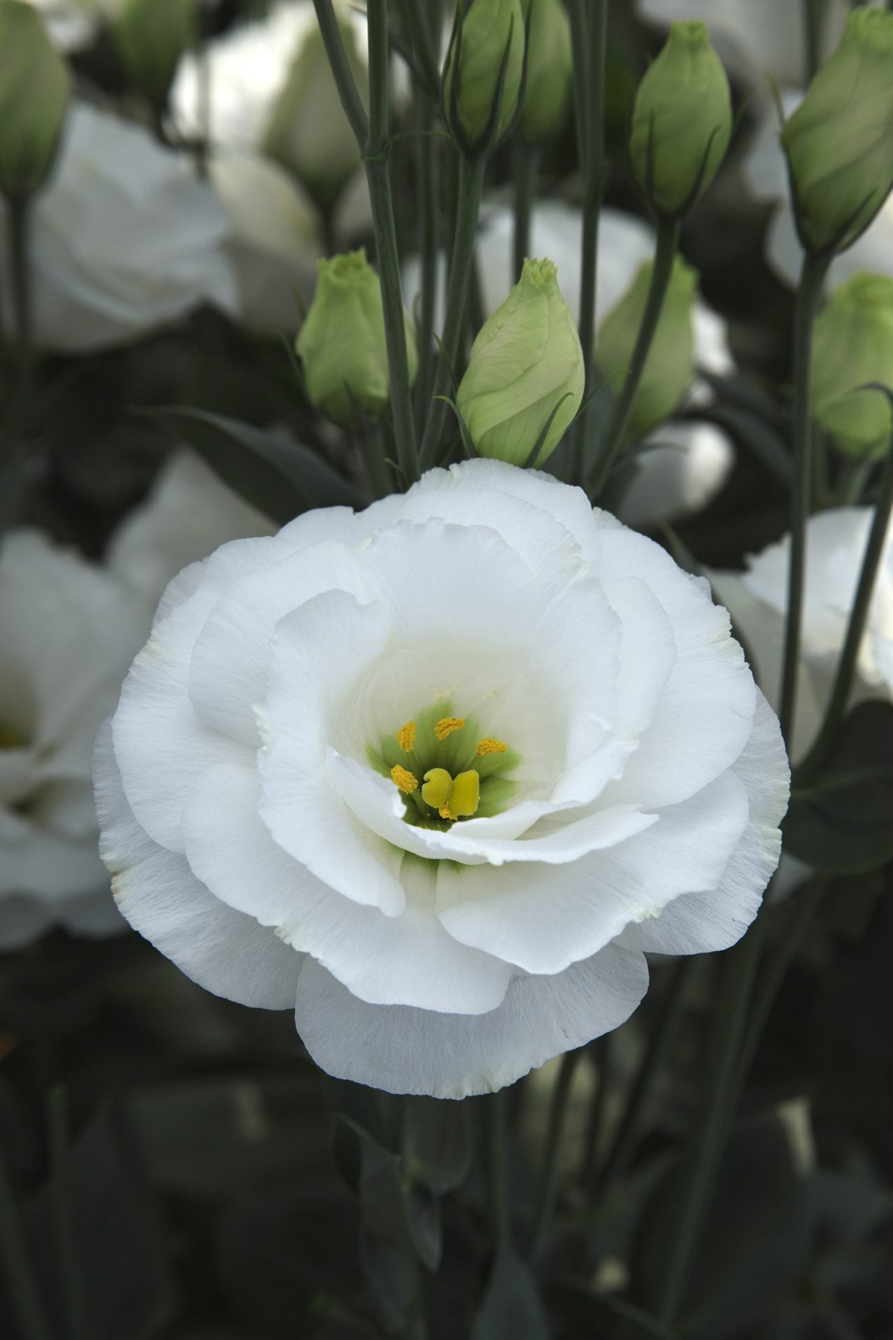 Lisianthus 'Arena III Mont Blanc'