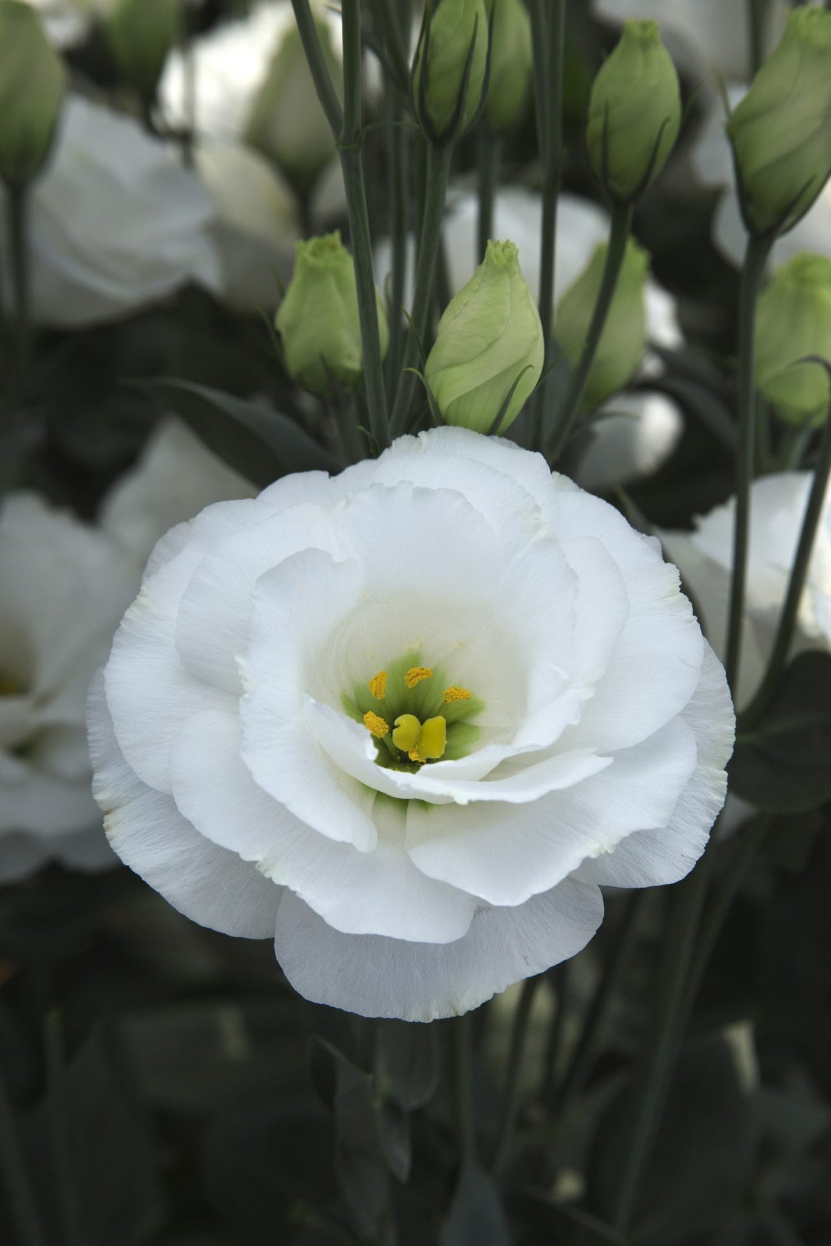 Lisianthus 'Arena III Mont Blanc'