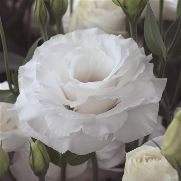 Lisianthus 'Arena III Mont Blanc'