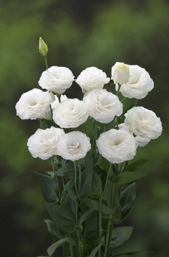 Lisianthus 'Arena III Mont Blanc'