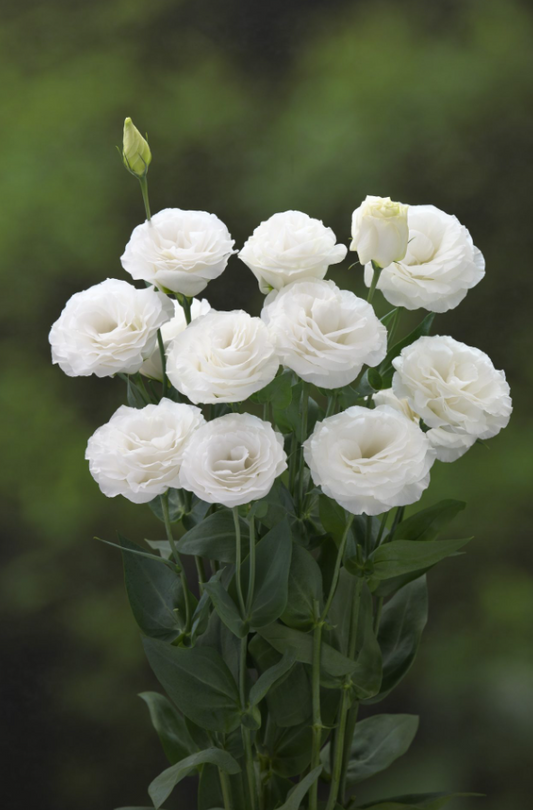 Lisianthus 'Arena III Mont Blanc'