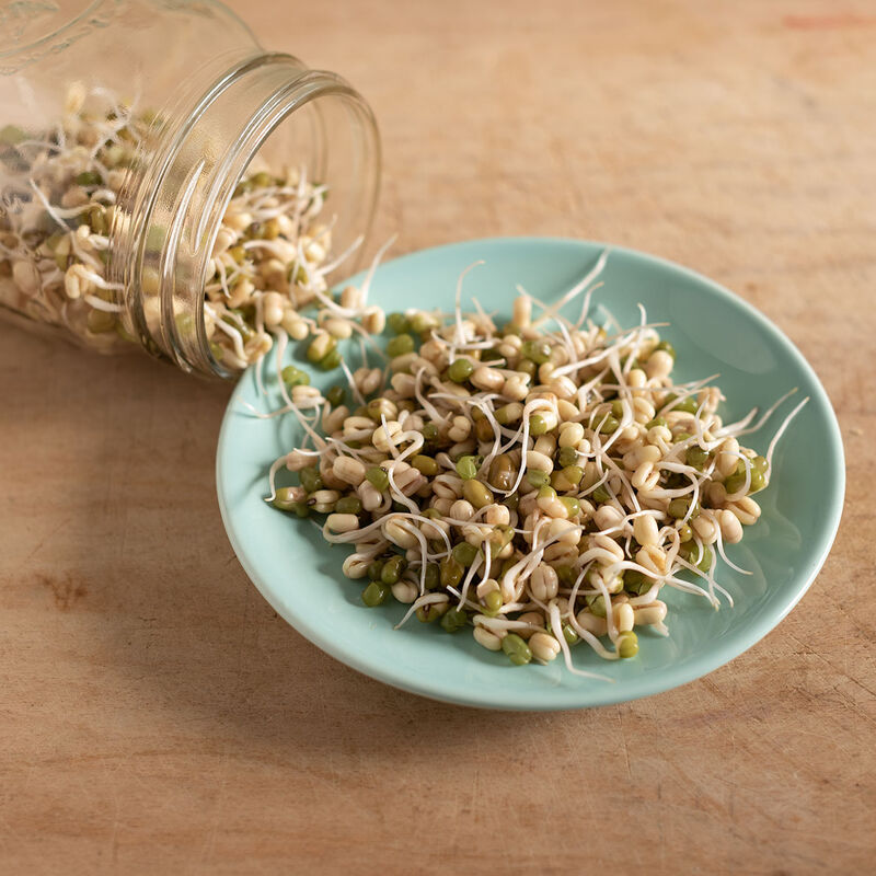 Microgreen 'Mung Bean/Bean Sprout'