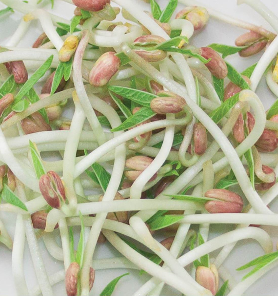 Microgreen 'Mung Bean/Bean Sprout'