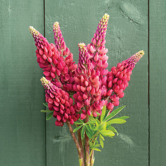 Lupine 'My Castle'