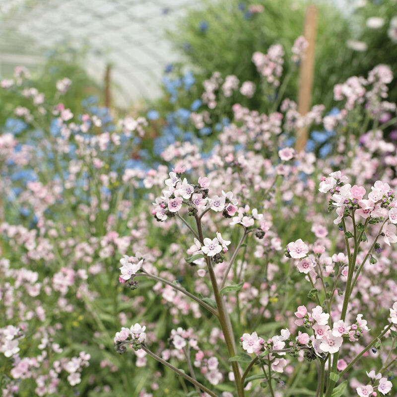 Chinese Forget-Me-Not 'Mystery Rose'