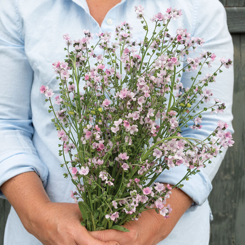 Chinese Forget-Me-Not 'Mystery Rose'