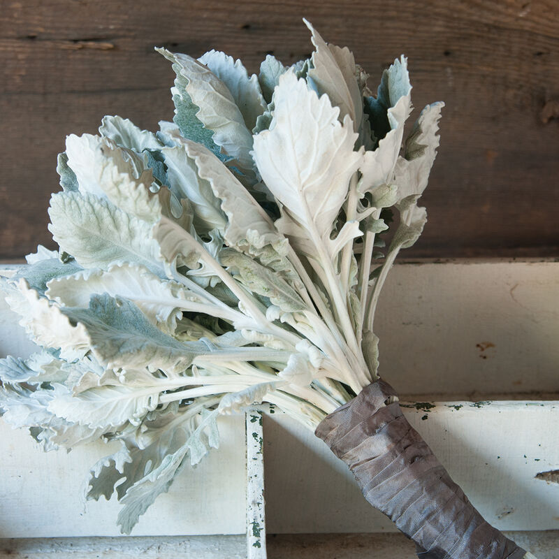 Dusty Miller 'New Look'