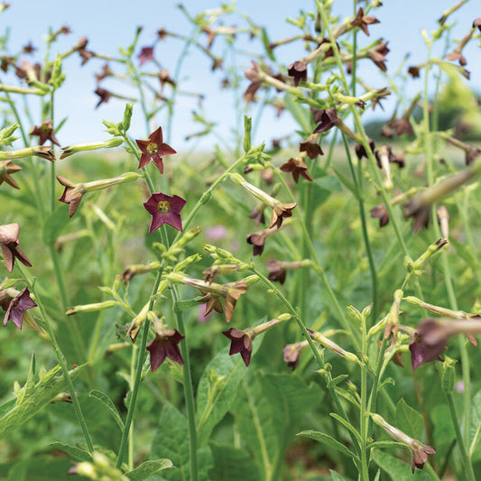 Nicotiana 'Bronze Queen'