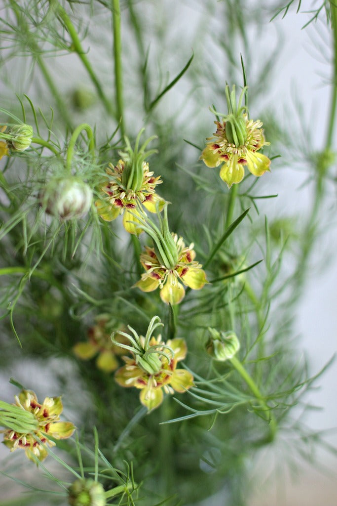 Nigella 'Transformers'