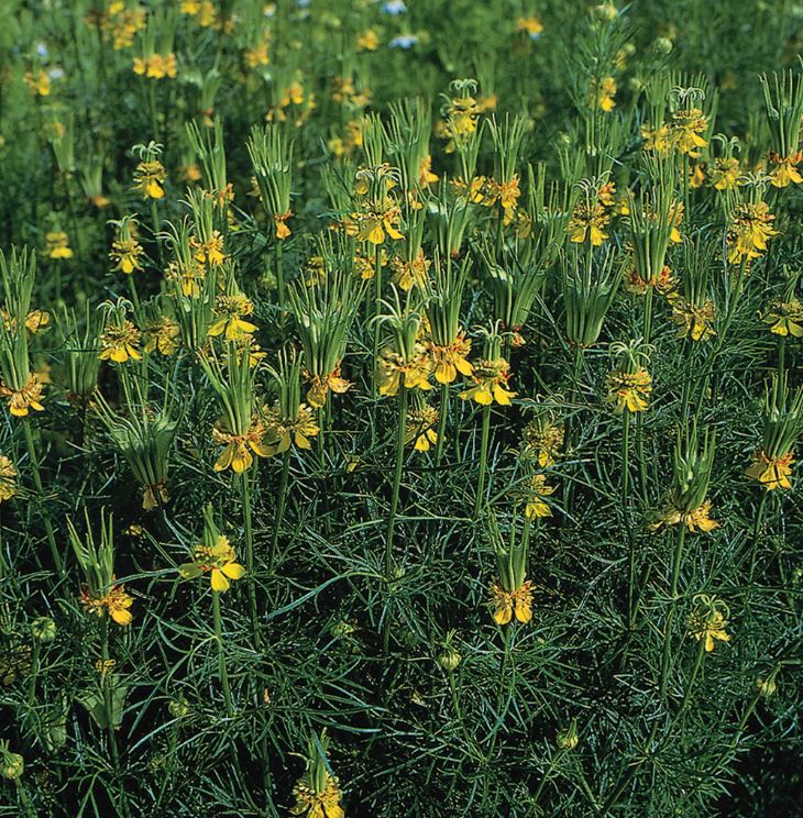 Nigella 'Transformers'