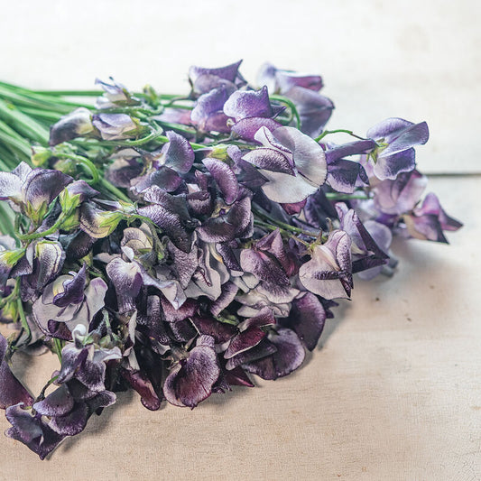 Sweet Pea 'Nimbus'