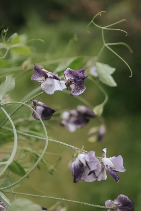 Sweet Pea 'Nimbus'