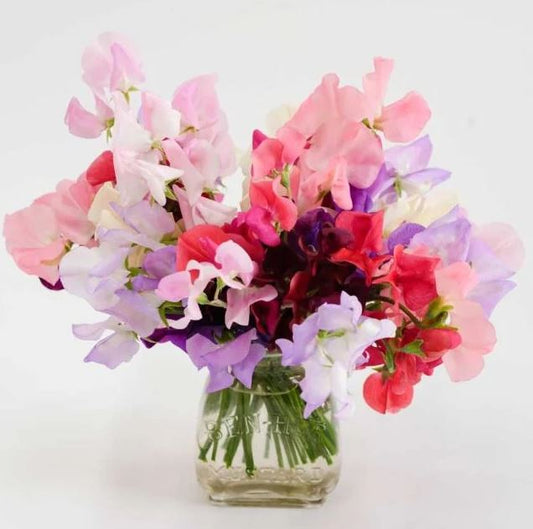 Sweet Pea 'Old Spice Mix'