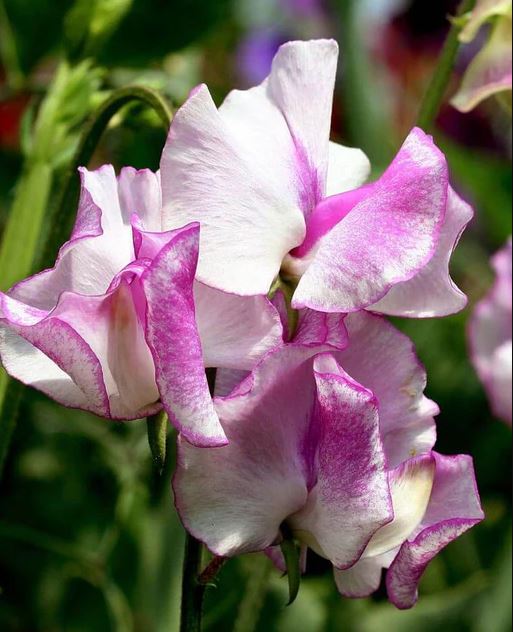 Sweet Pea 'Old Spice Mix'