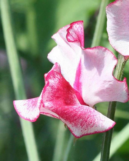 Sweet Pea 'Old Spice Mix'