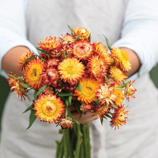 Strawflower 'Orange'