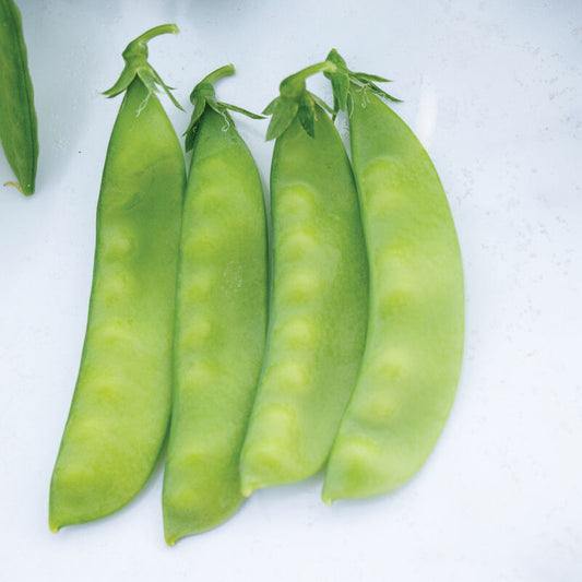 Peas 'Oregon Sugar Pod 2 Snow Pea'