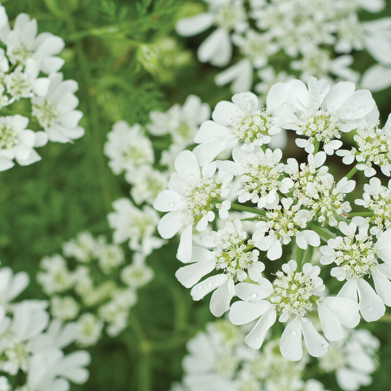 Orlaya 'White Finch'