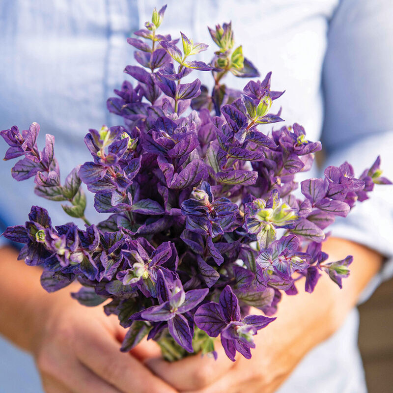 Salvia 'Oxford Blue'