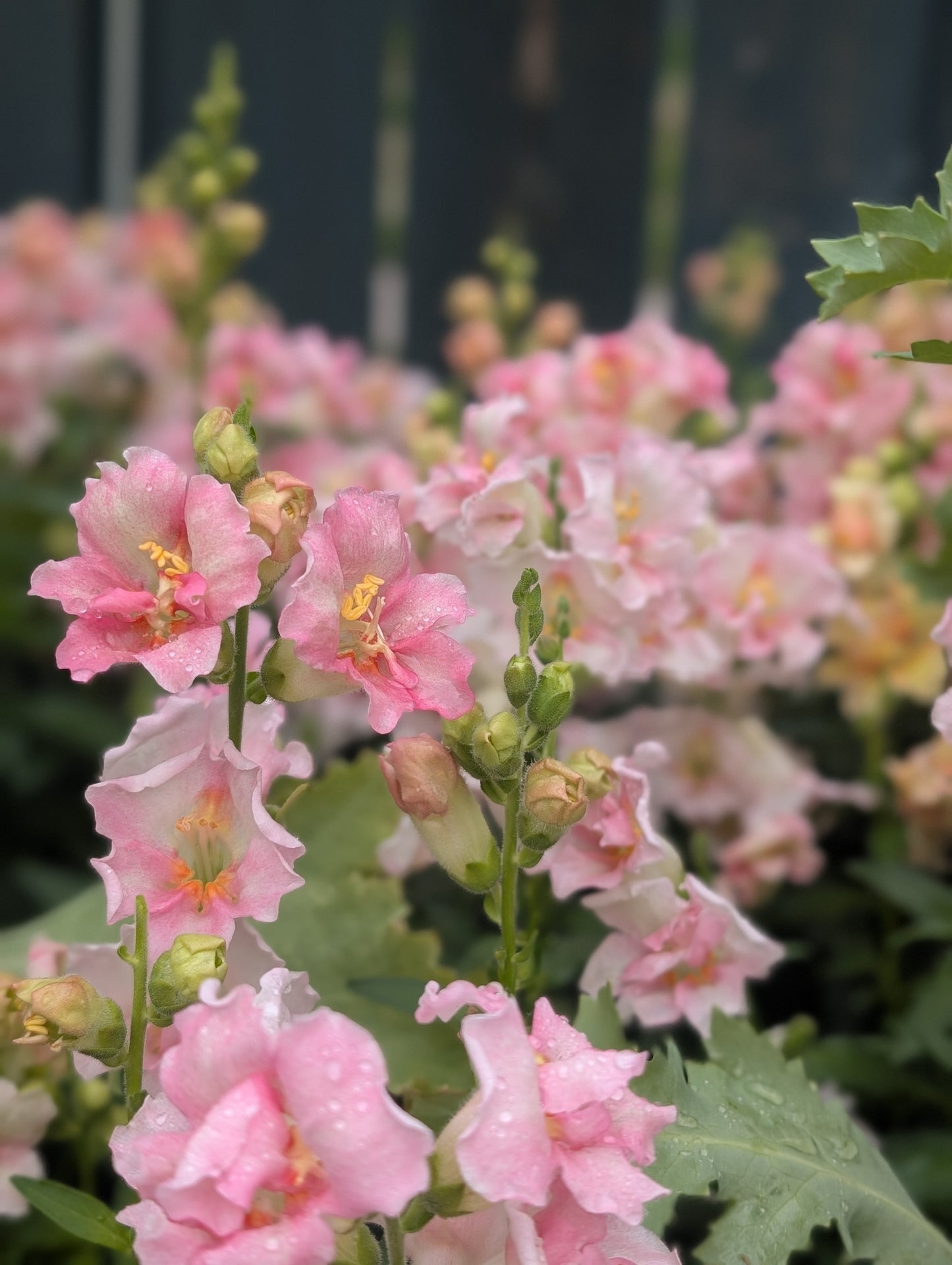 Snapdragon 'Doubleshot Appleblossom'