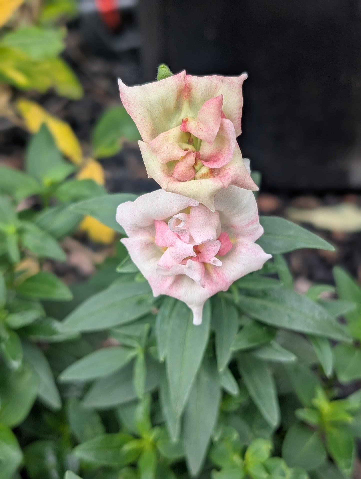 Snapdragon 'Duet Appleblossom'