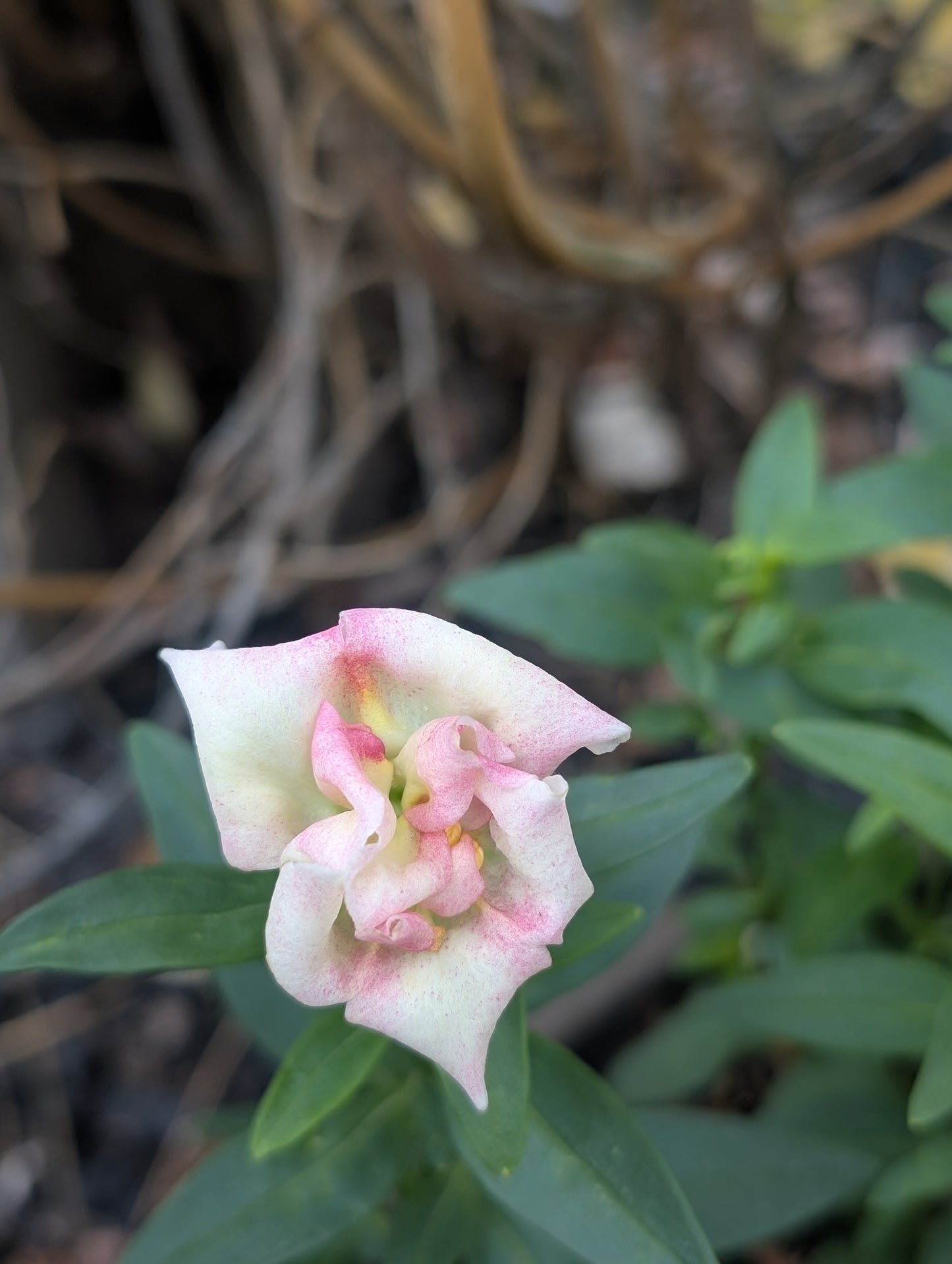 Snapdragon 'Duet Appleblossom'