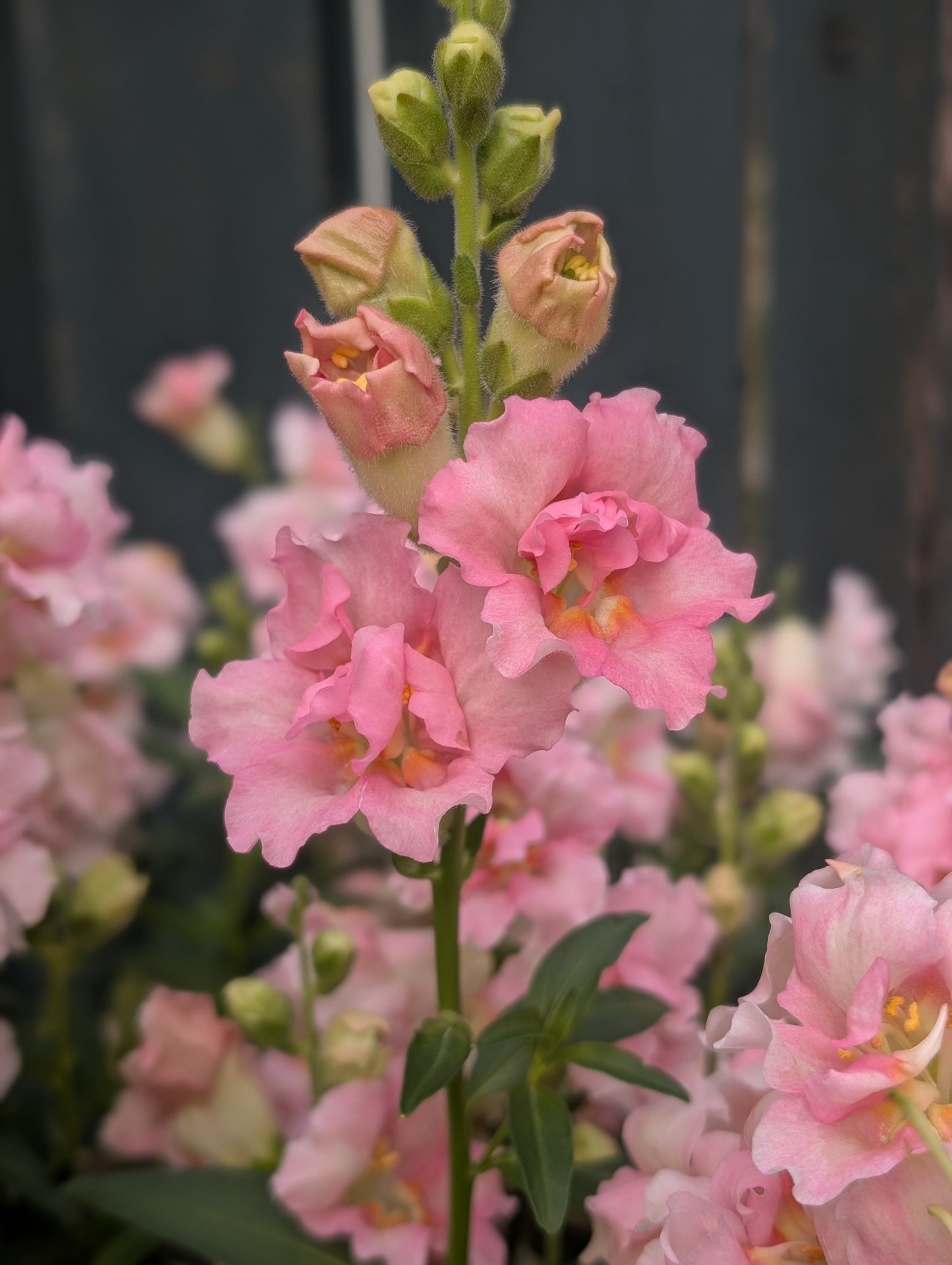 Snapdragon 'Doubleshot Appleblossom'