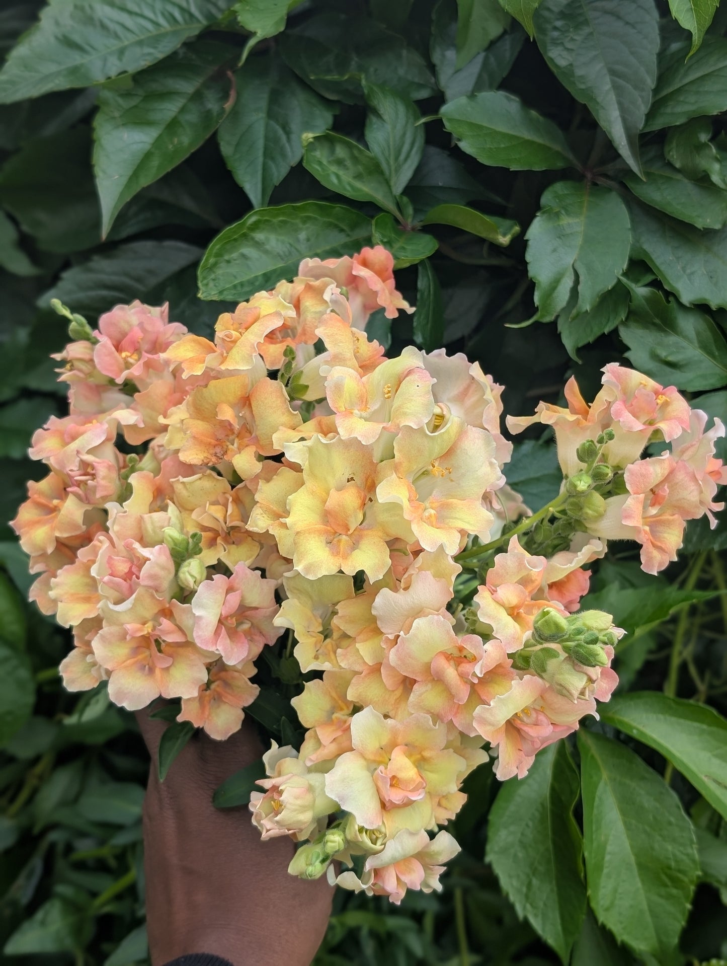 Snapdragon 'Doubleshot Peach'