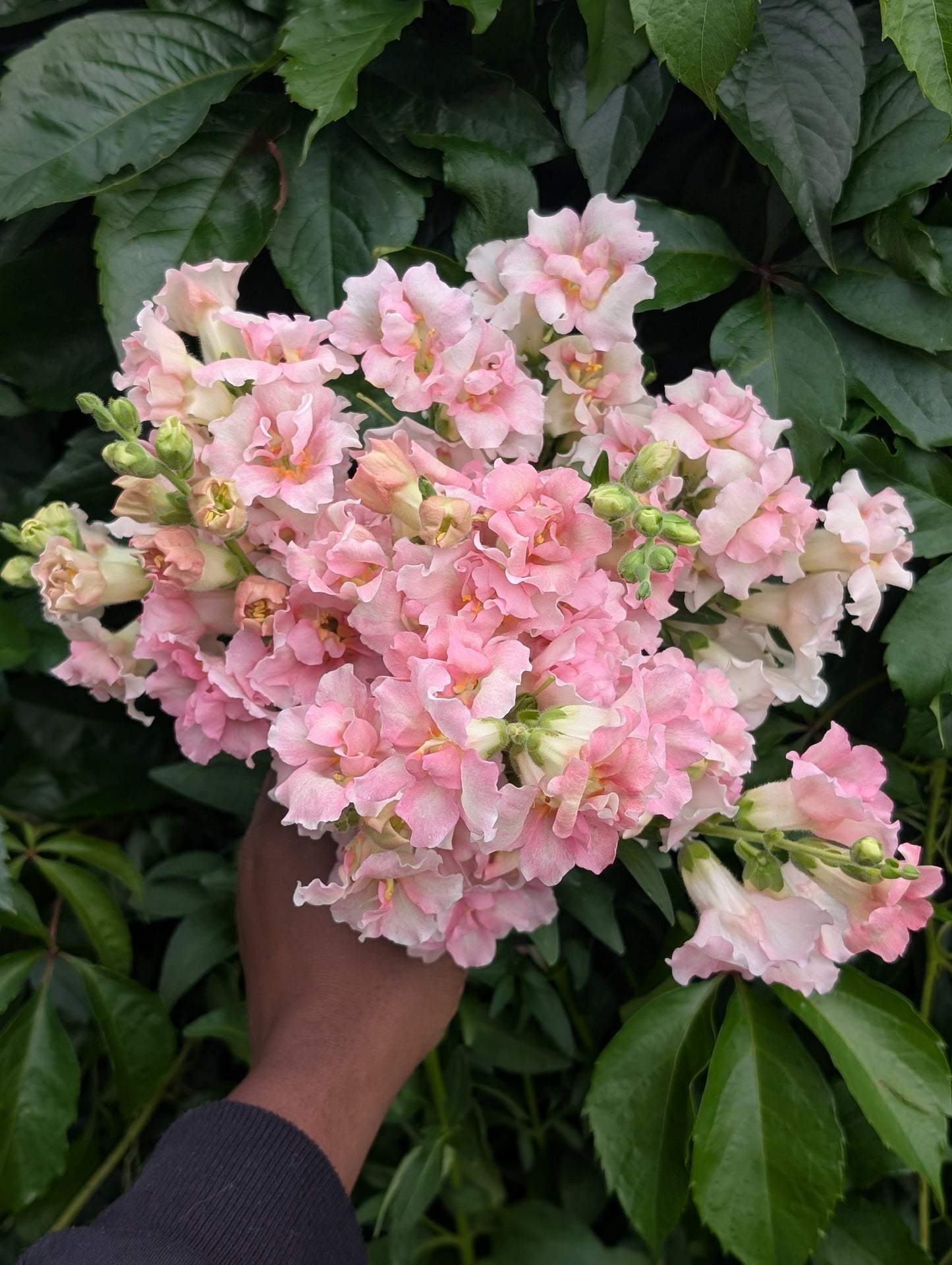 Snapdragon 'Doubleshot Appleblossom'