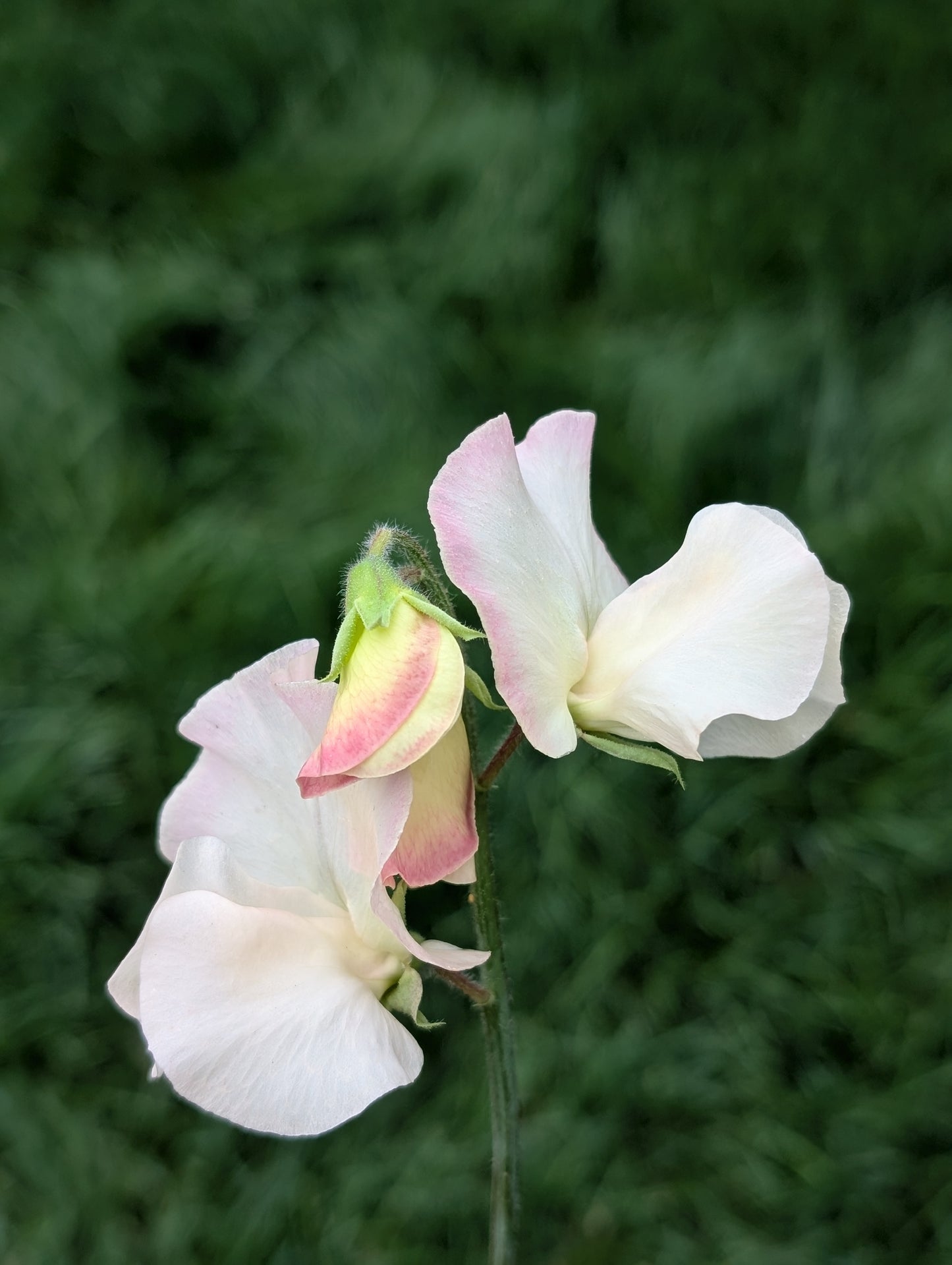 Sweet Pea 'Bix'