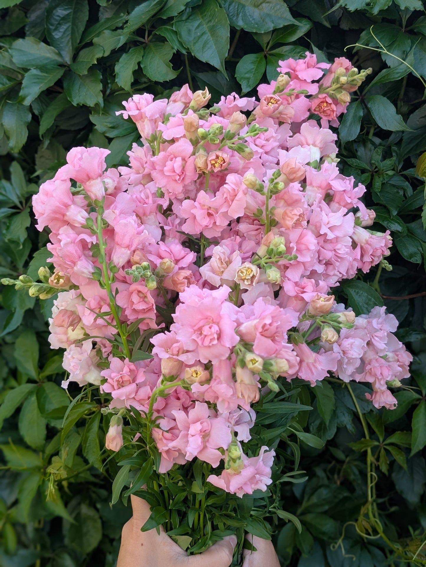 Snapdragon 'Snapstar Pink'