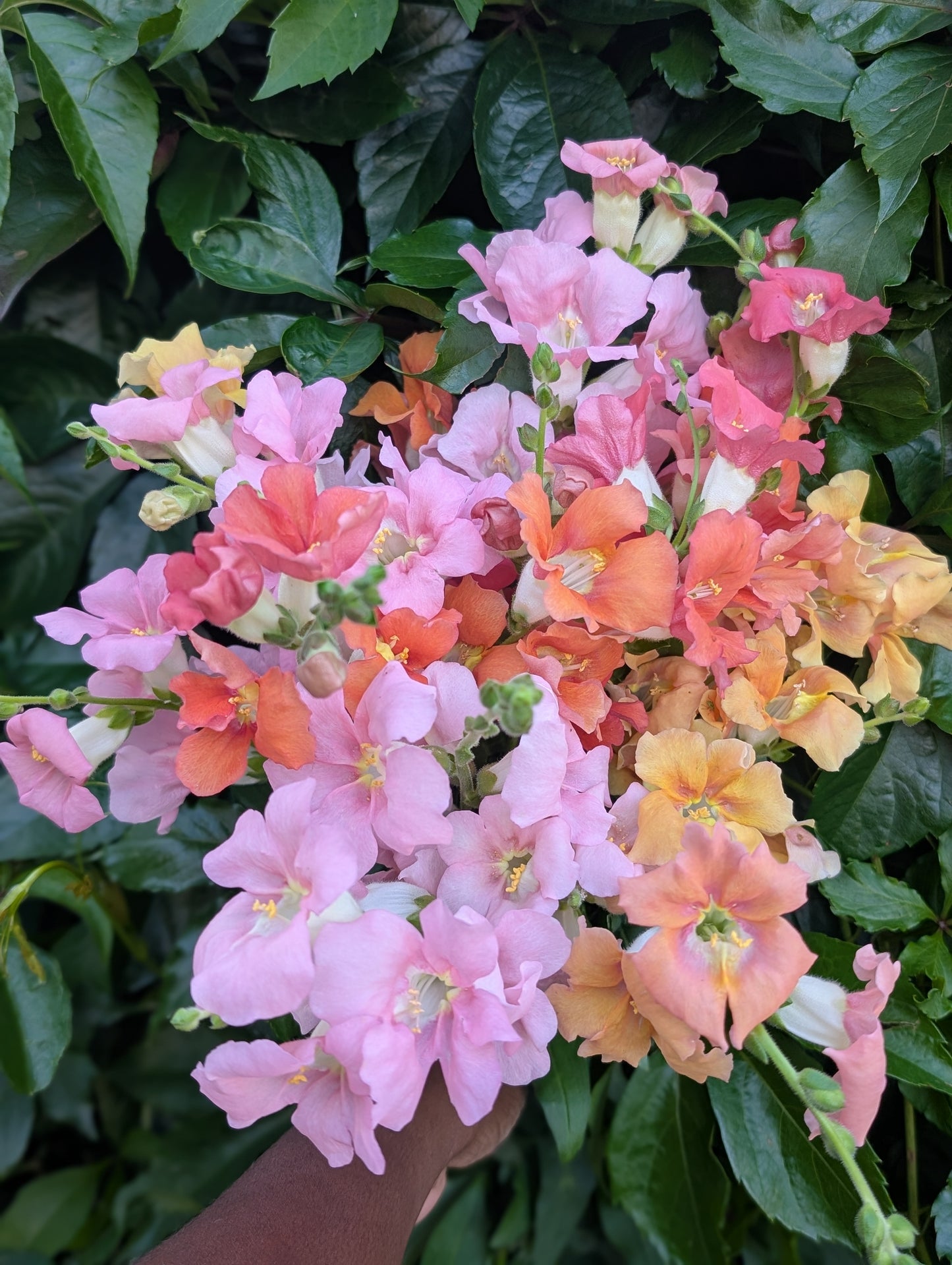 Snapdragon 'Chantilly Sherbet Mix'