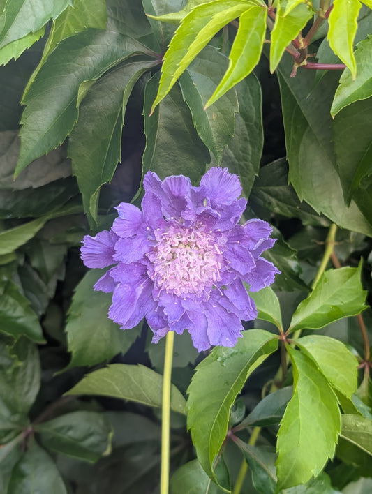 Scabiosa 'Fama Blue'