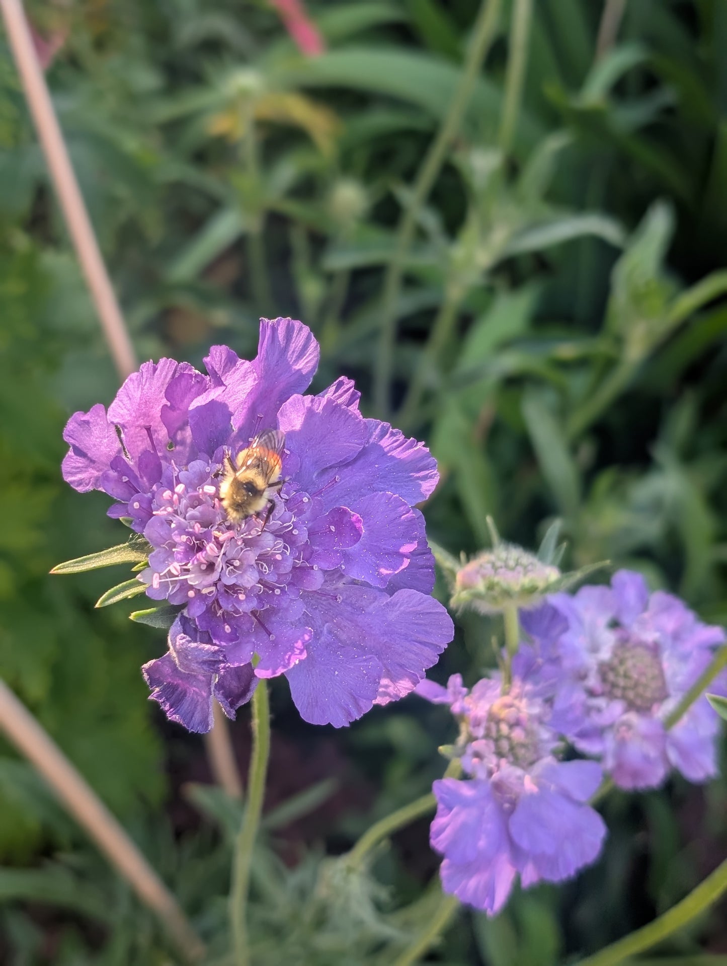 Scabiosa 'Fama Blue'