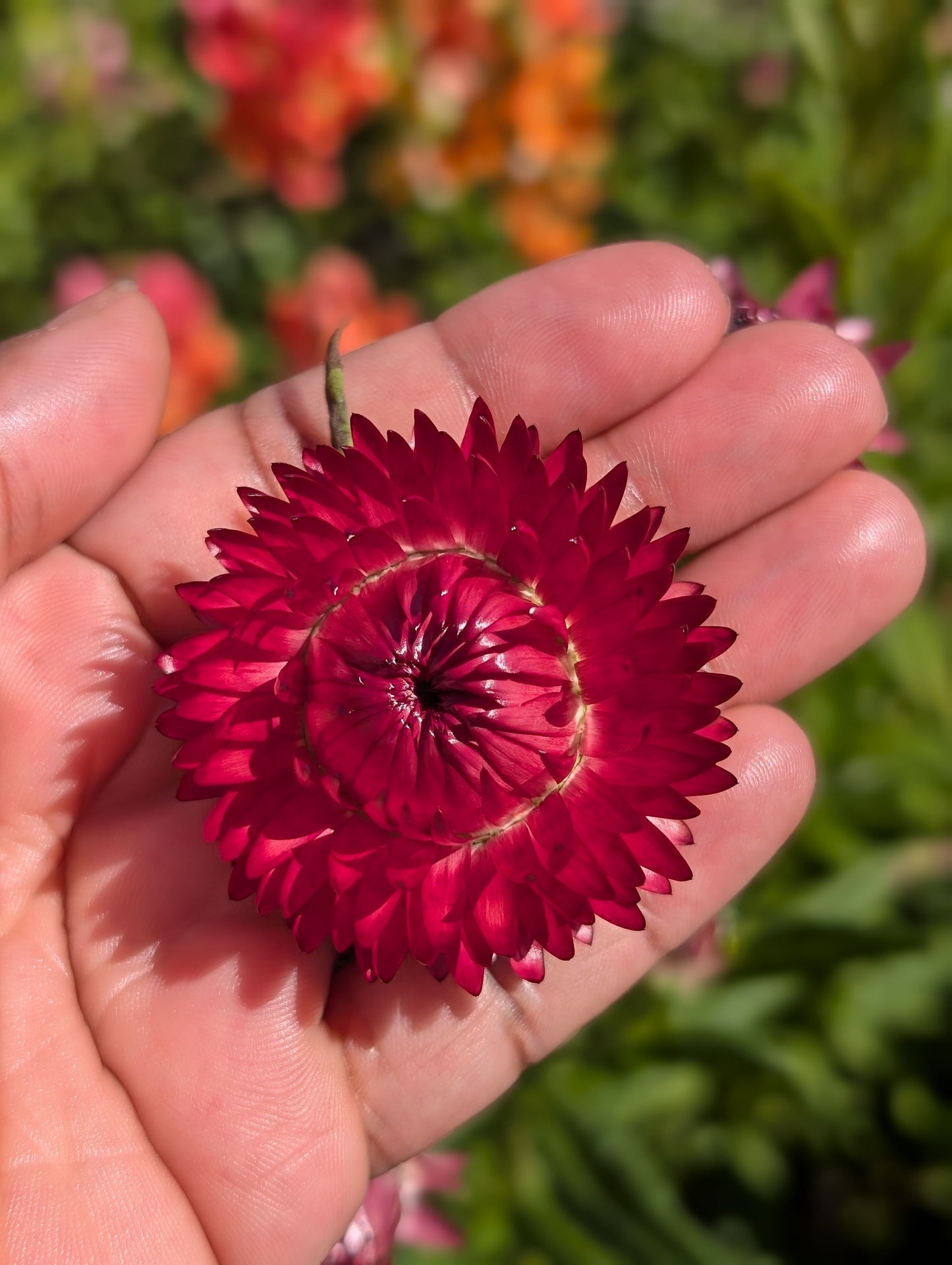Strawflower 'Scarlet'