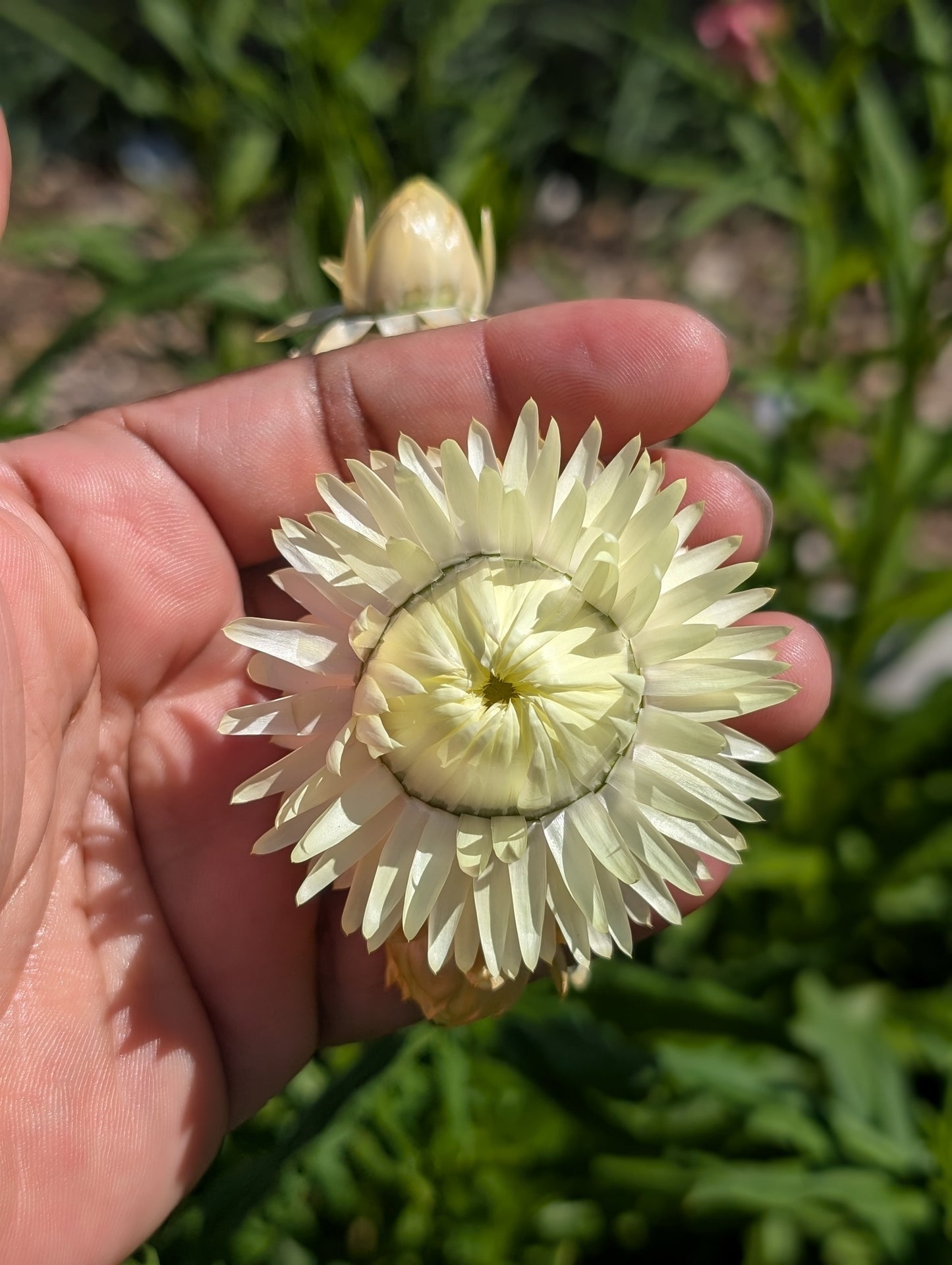 Strawflower 'Frosted Sulphur'