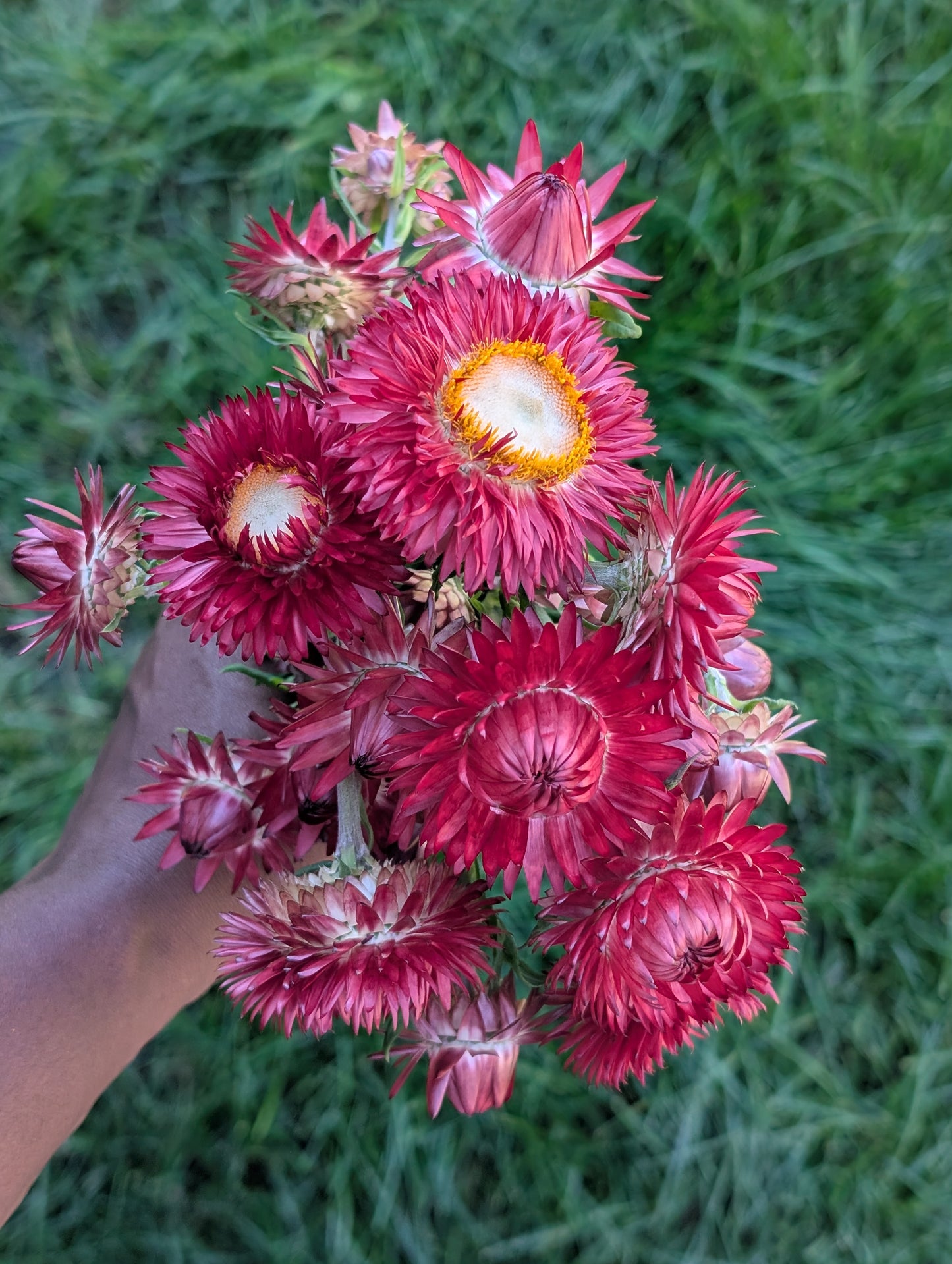 Strawflower 'Scarlet'