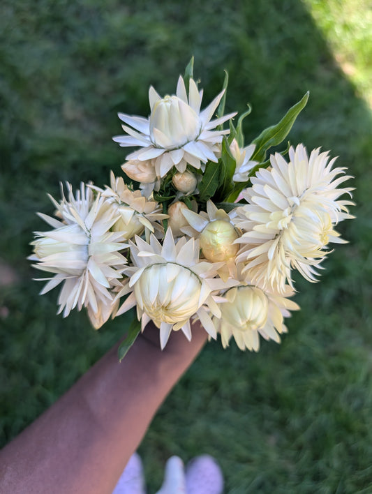 Strawflower 'Frosted Sulphur'