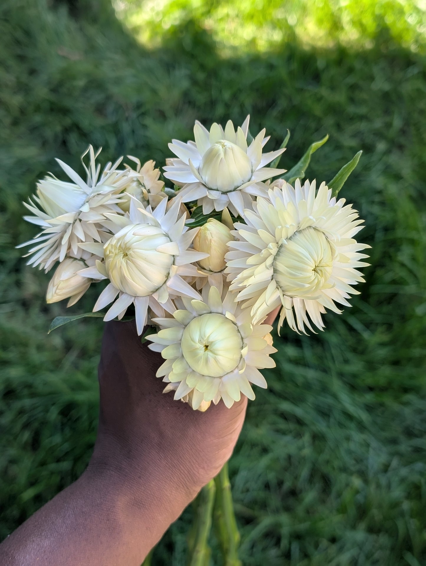 Strawflower 'Frosted Sulphur'