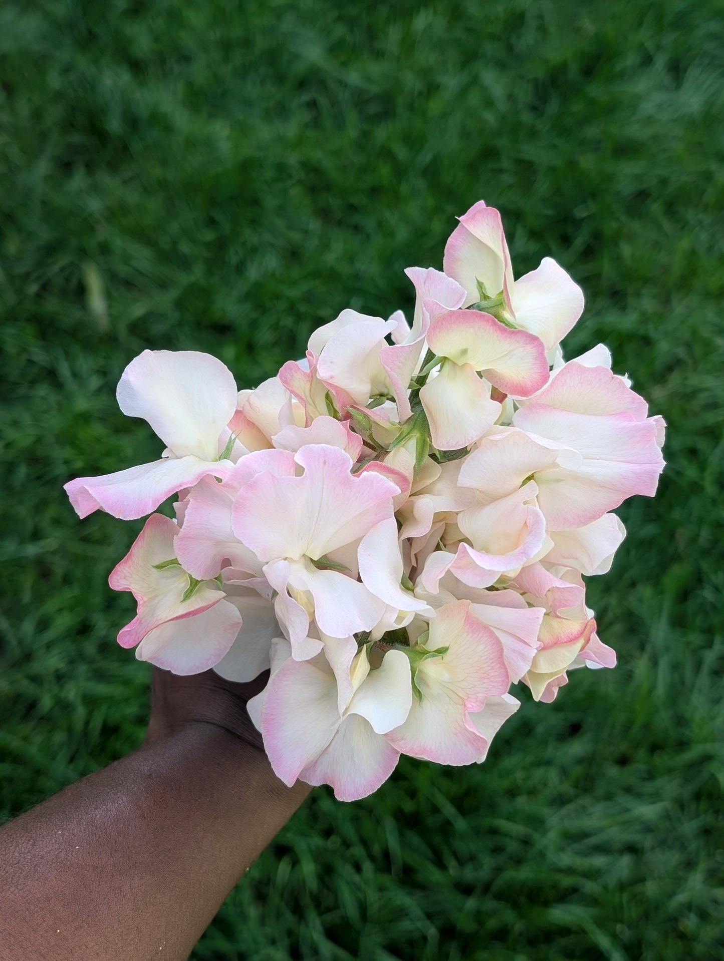 Sweet Pea 'Bix'