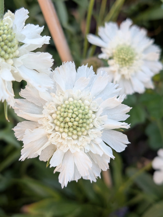 Scabiosa 'Fama White'