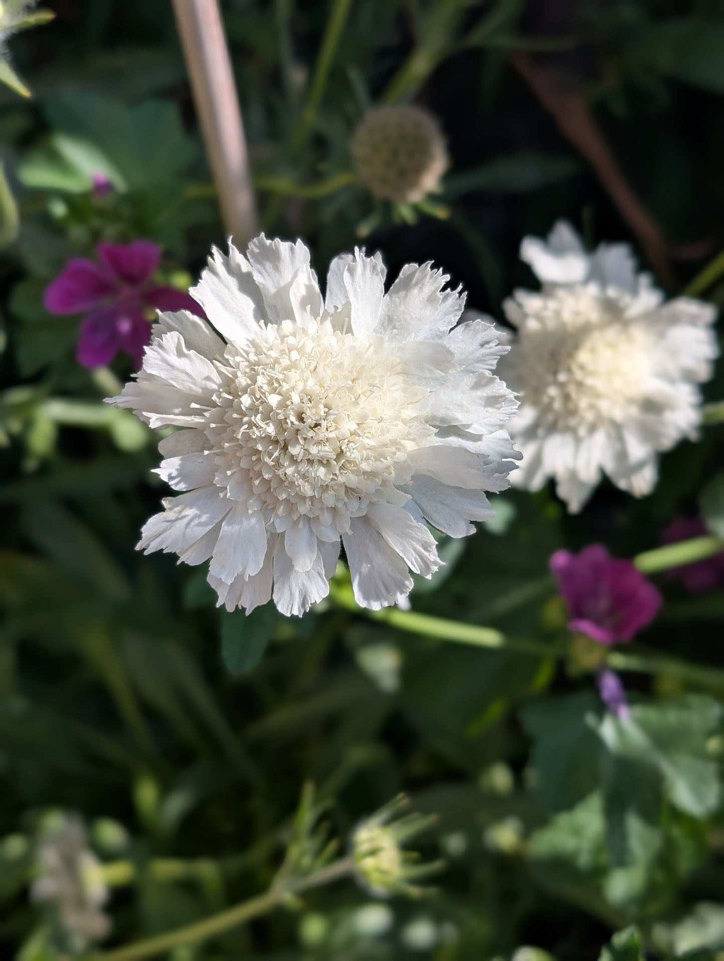 Scabiosa 'Fama White'